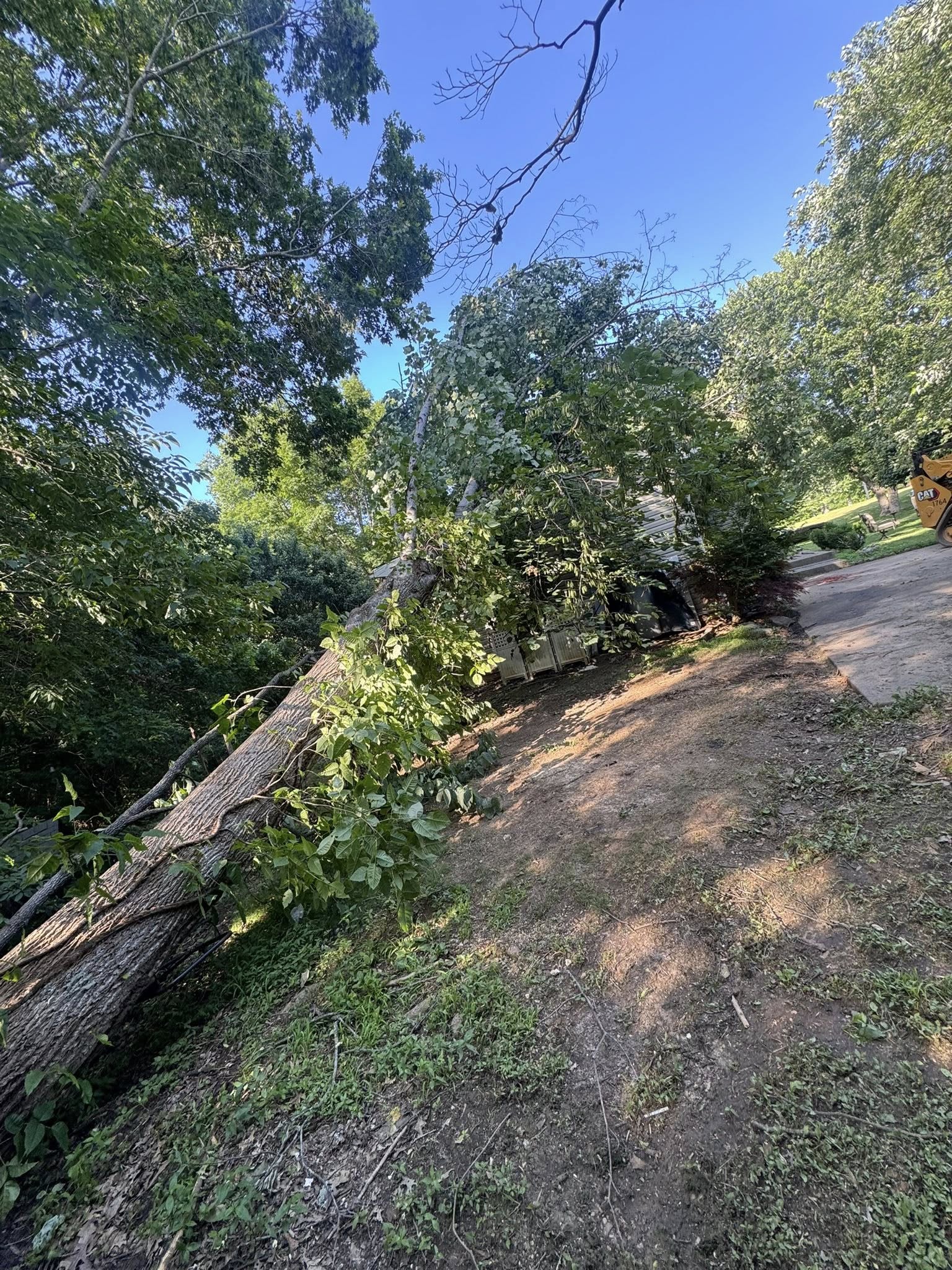 Tree Cutting and Processing